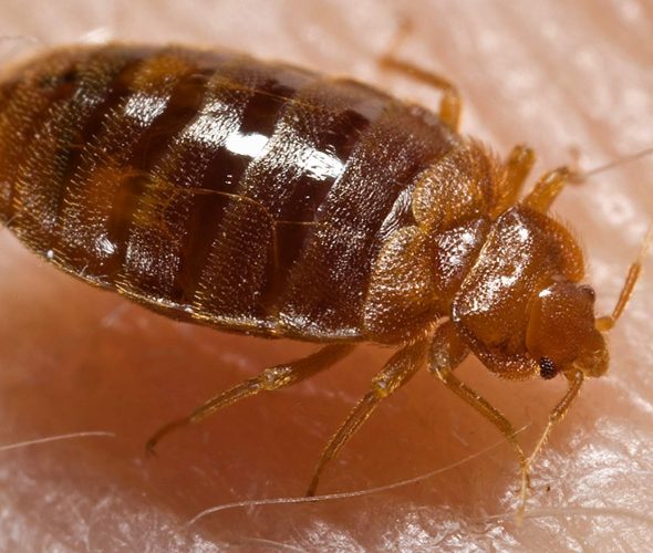 Bed_bug,_Cimex_lectularius Bed_bug,_Cimex_lectularius