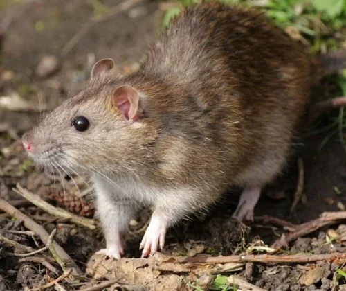 what-are-roof-rats-640w11 what-are-roof-rats-640w11